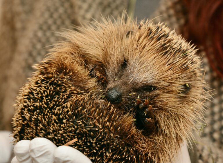 hedgehog-2074144_1920